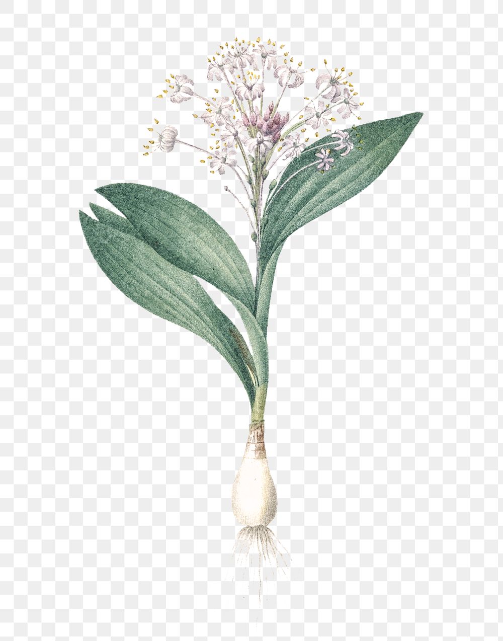 Pygmy hyacinth png sticker, vintage botanical illustration, transparent background