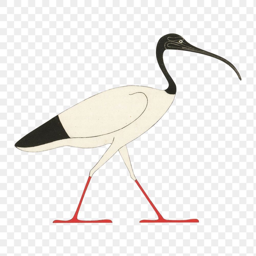 Egypt bird png vintage illustration, transparent background