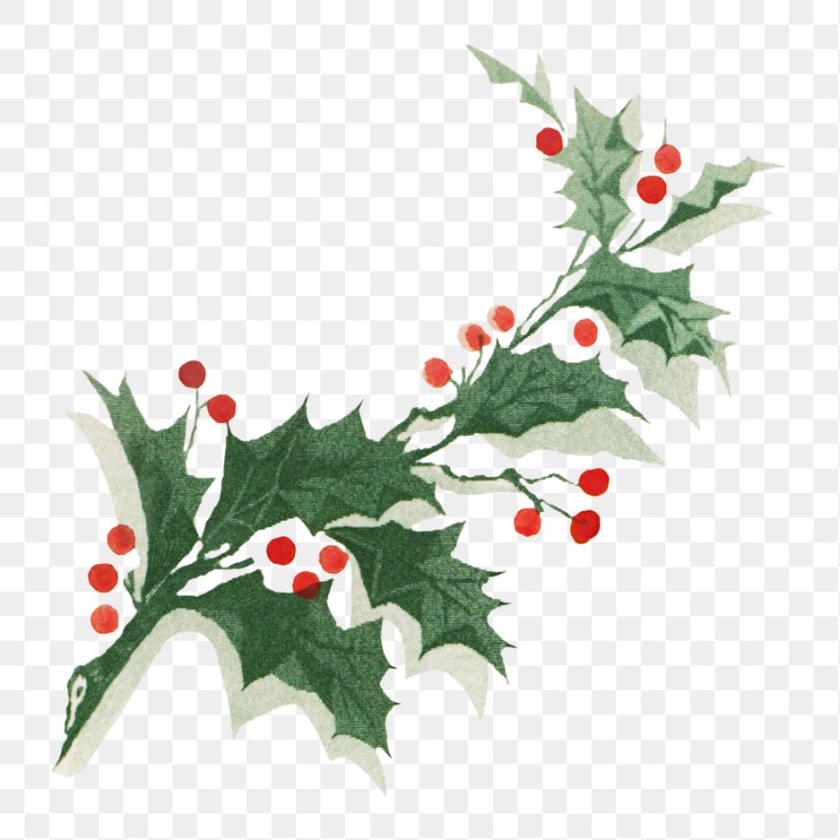 Vintage holly branch png, transparent background