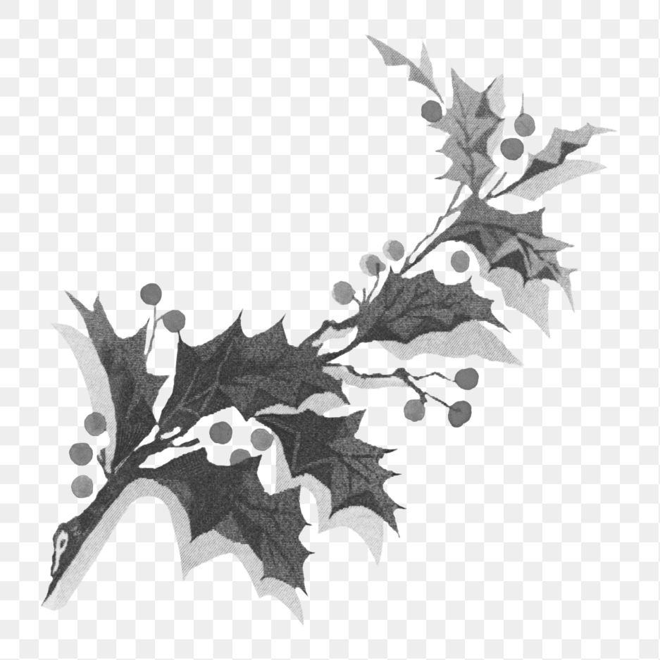 Png vintage holly branch, transparent background