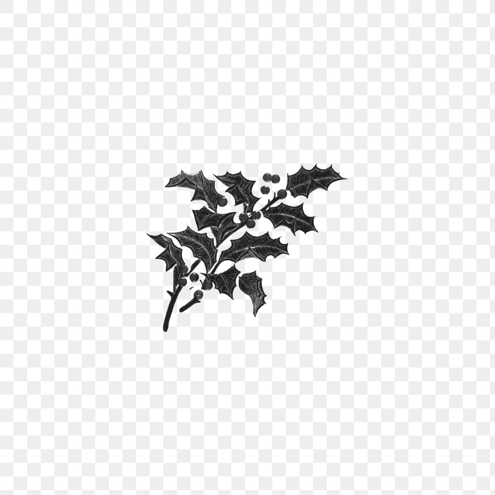 Vintage holly branch png, transparent background