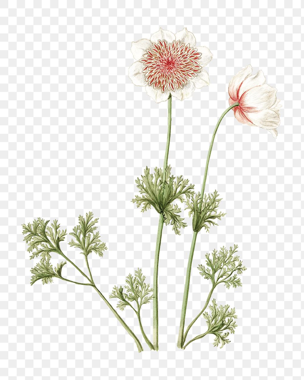 Anemones png vintage illustration, botanical design on transparent background