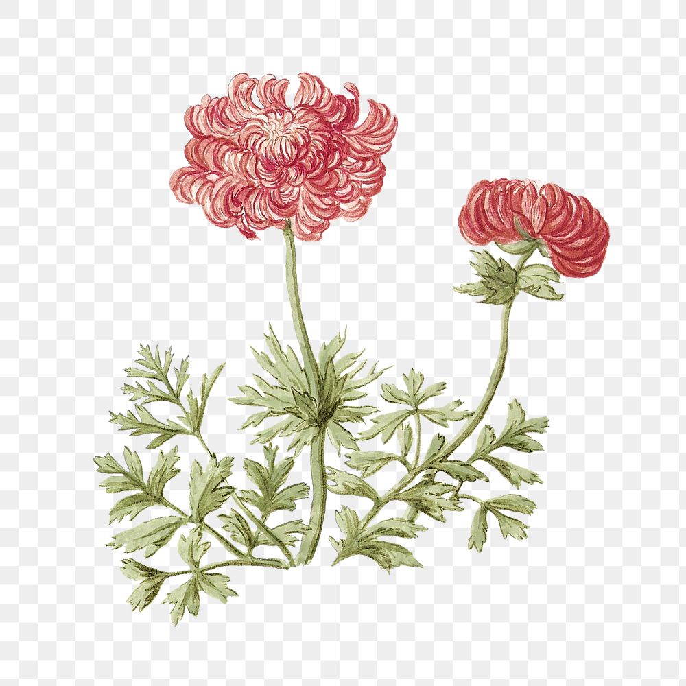 Anemones png vintage illustration, botanical design on transparent background