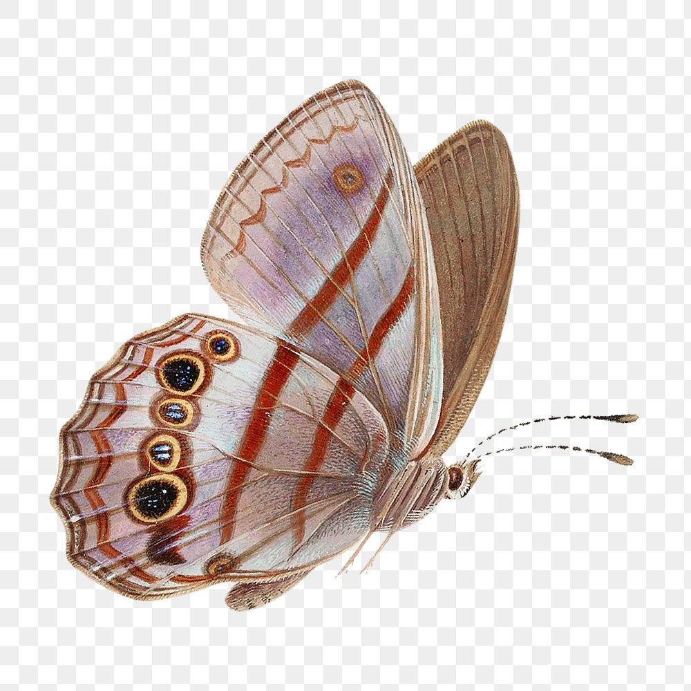 Butterfly png vintage illustration, transparent background