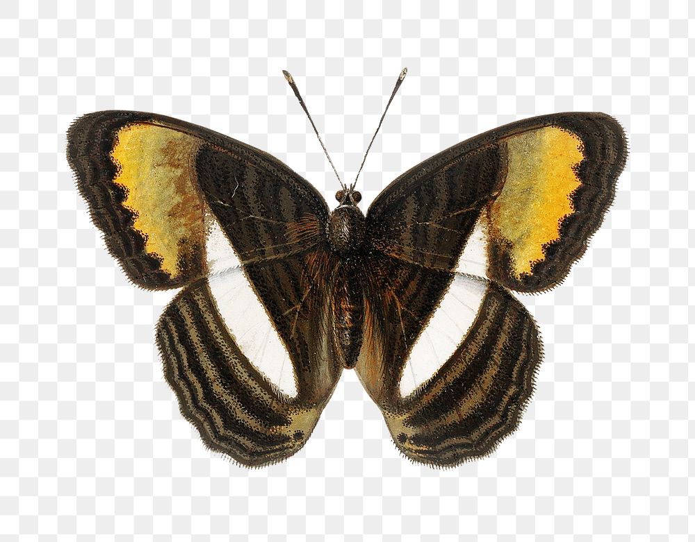 Butterfly png vintage sticker, Adelpha cytherea, transparent background