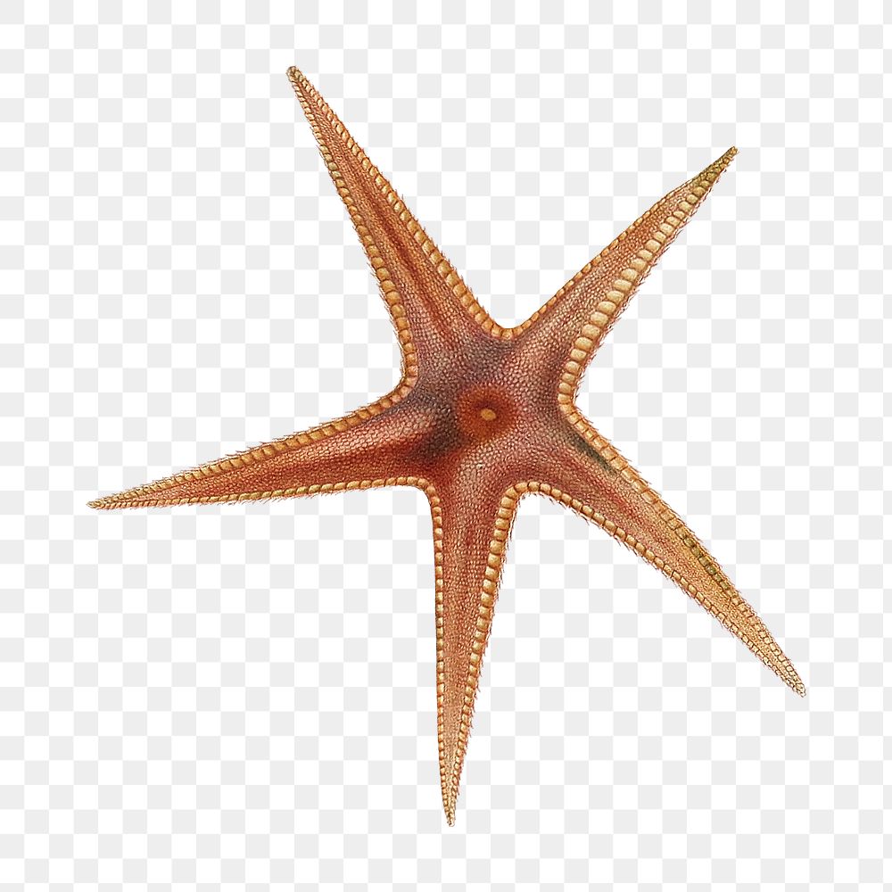 Starfish png vintage illustration, transparent background