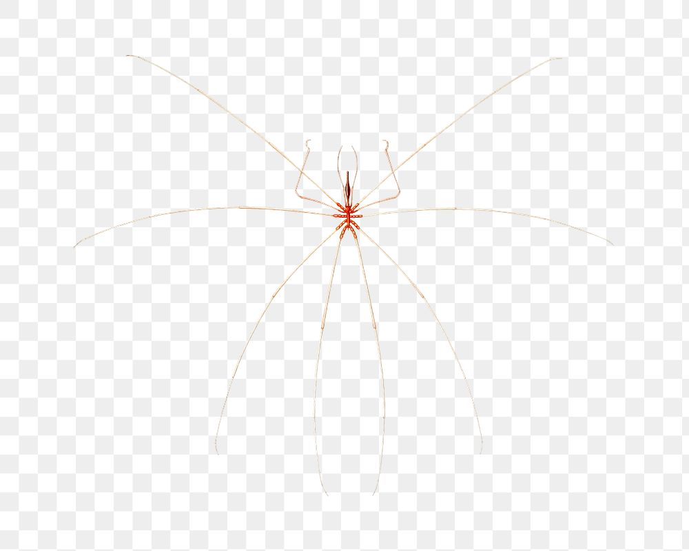 Sea spider png illustration, transparent background