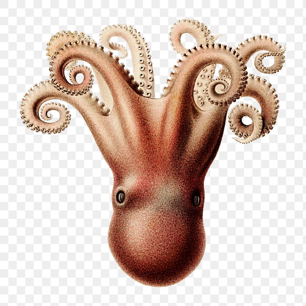 Png vintage sea octopus illustration, transparent background