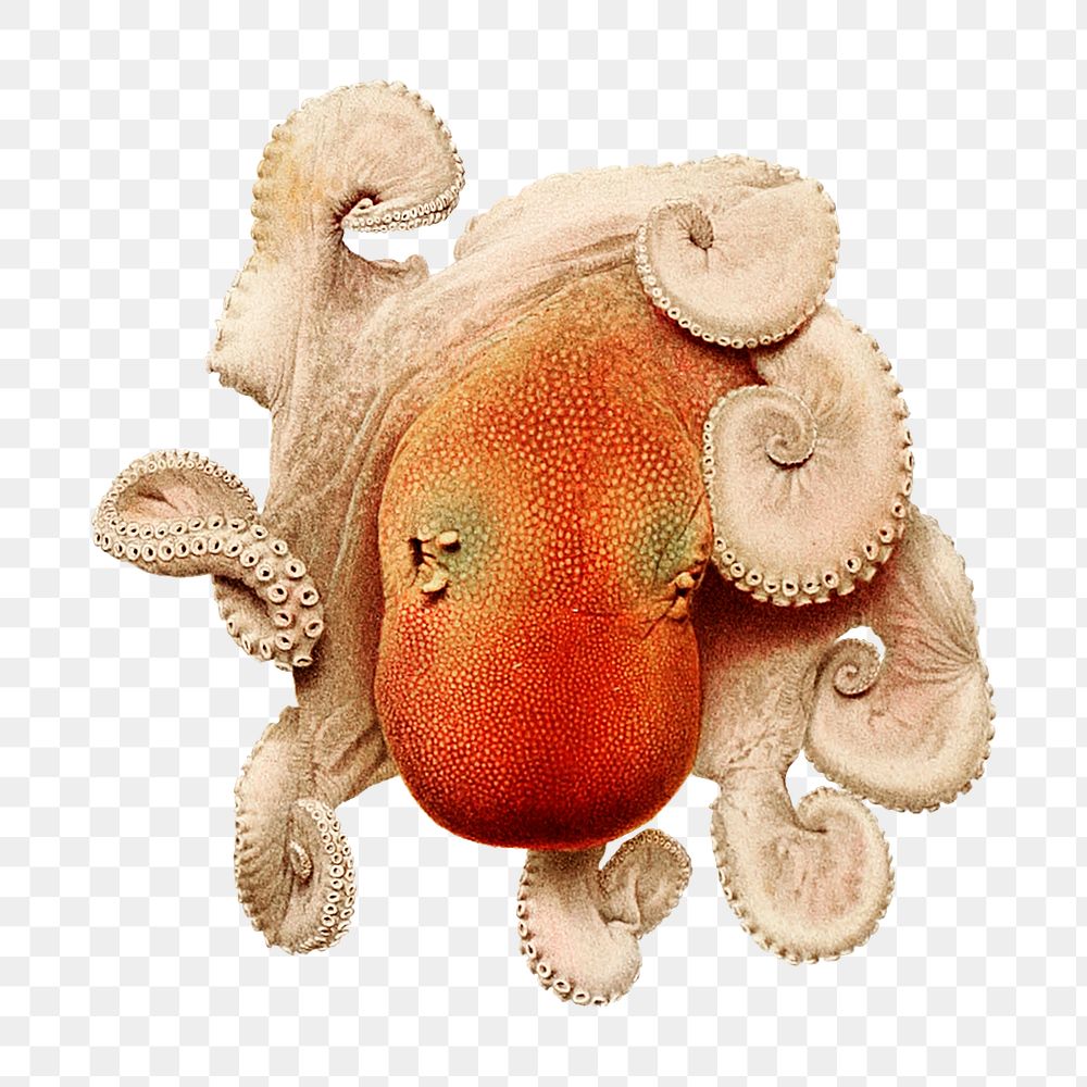 Vintage sea octopus png illustration, transparent background