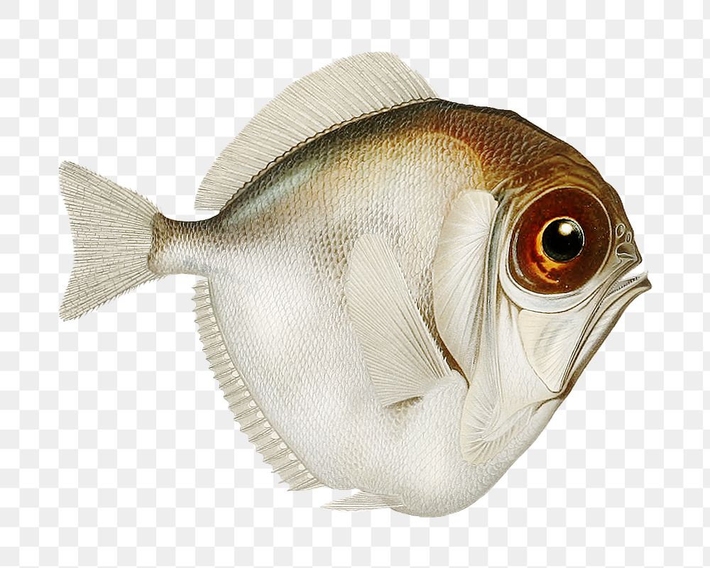 Animal png vintage illustration, deep sea fish on transparent background