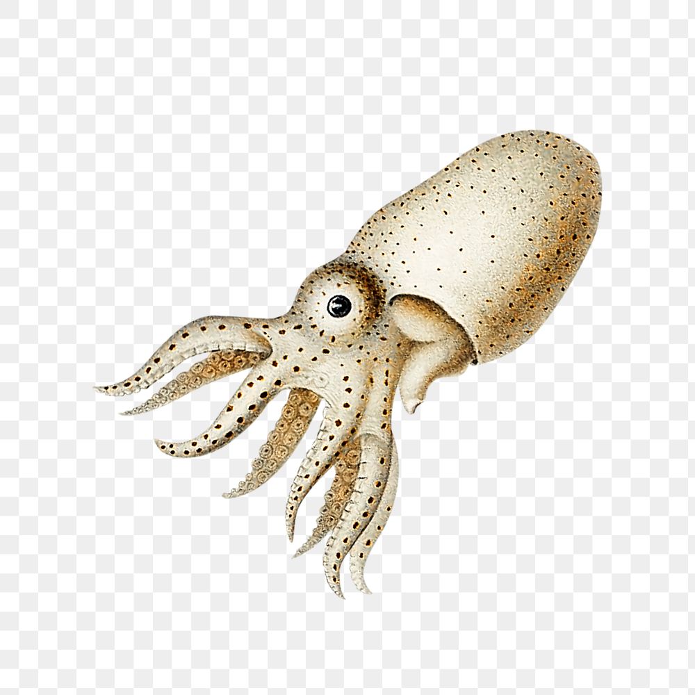 Octopus png vintage illustration, transparent background