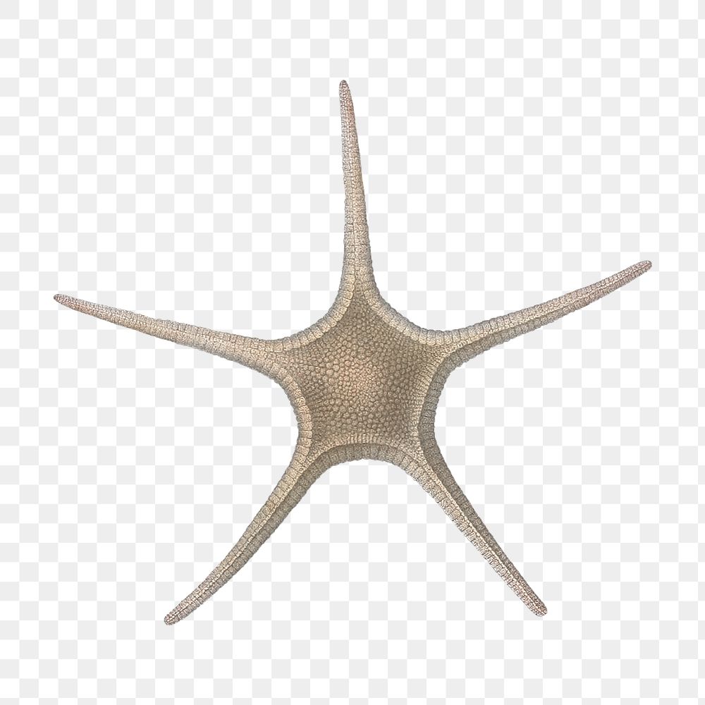 Starfish png vintage illustration, transparent background