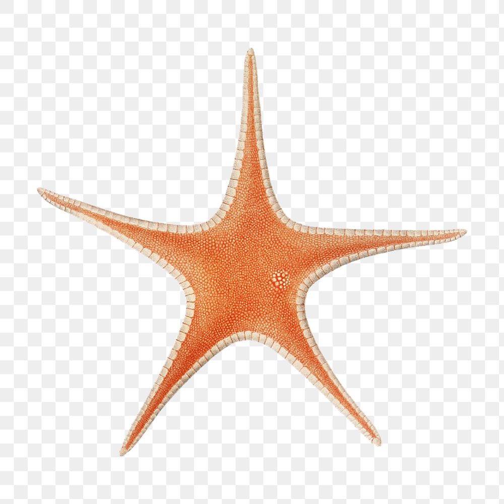 Starfish png vintage illustration, transparent background