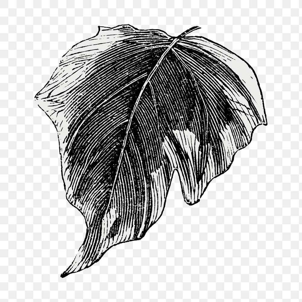 Leaf png vintage illustration, black and white design on transparent background