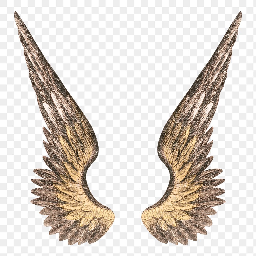 Angel's wings png, vintage illustration on transparent background. Remixed by rawpixel.