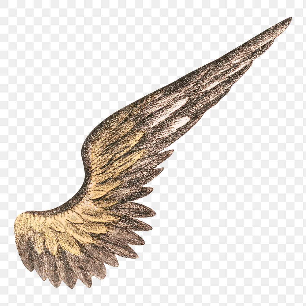 Angel's wing png, vintage illustration on transparent background. Remixed by rawpixel.