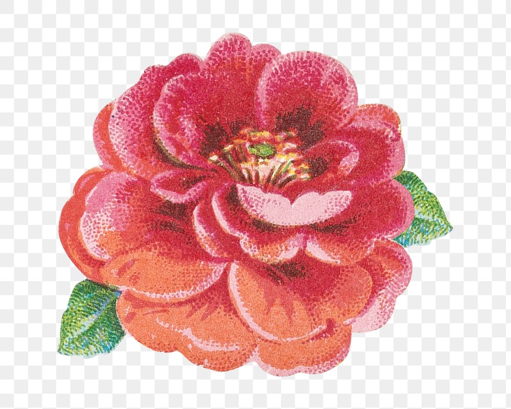 Pink flower png, vintage botanical illustration, transparent background. Remixed by rawpixel.