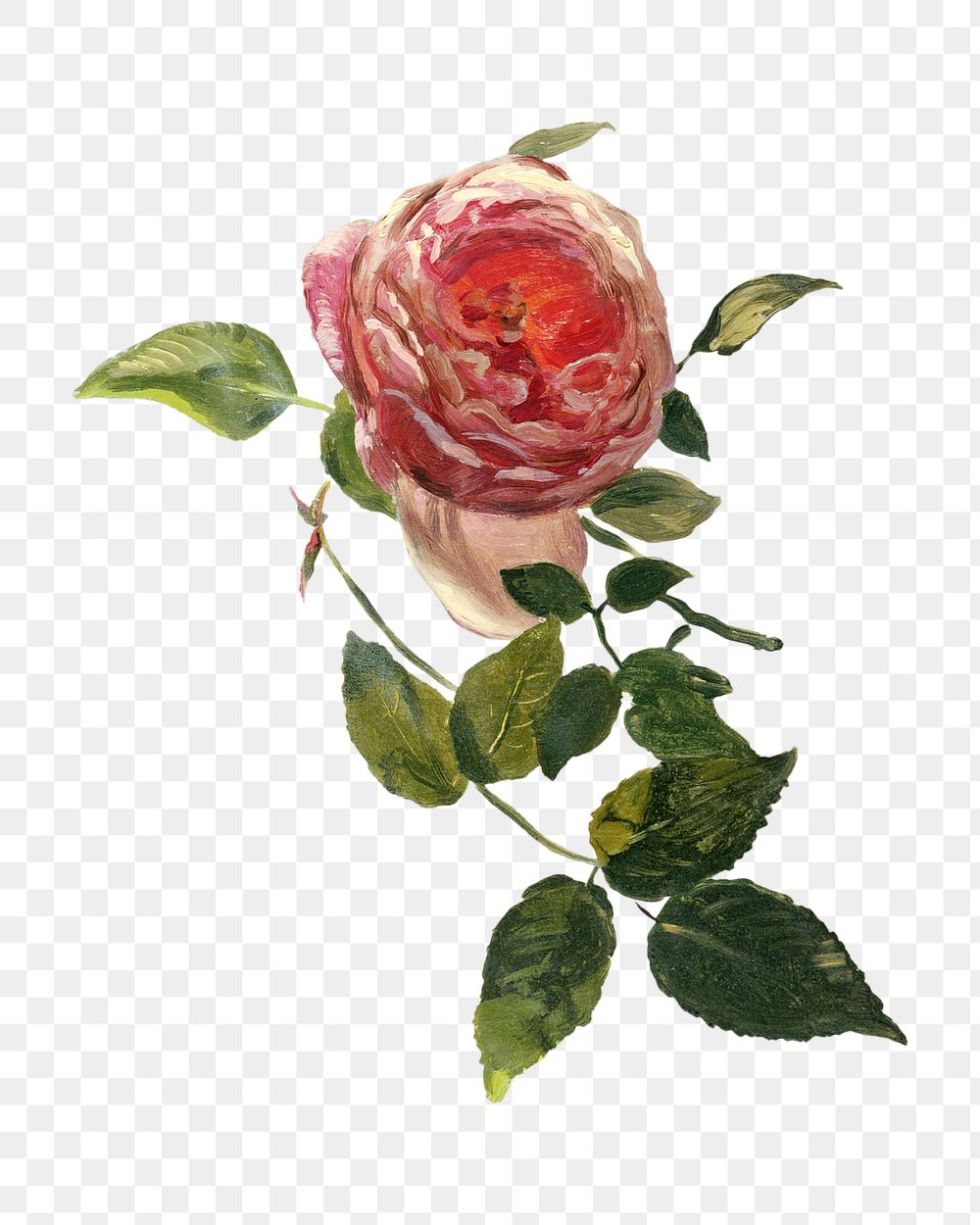 A Rose Bough png, flower illustration by Frederic Edwin Church, transparent background. Remixed by rawpixel.