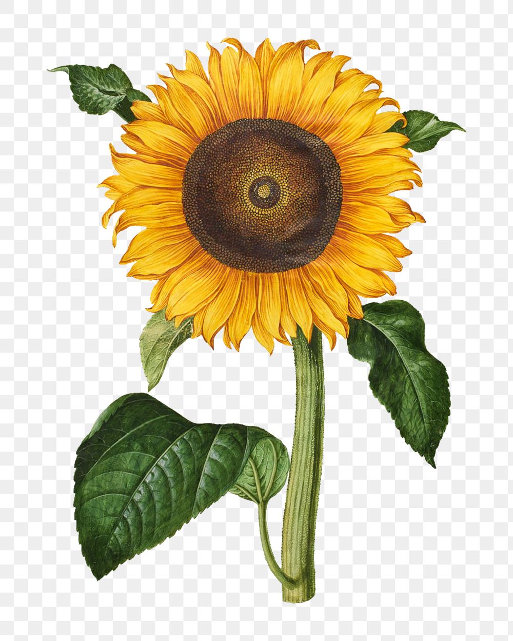 Vintage sunflower png, flower illustration by Maria Sibylla Merian, transparent background. Remixed by rawpixel.