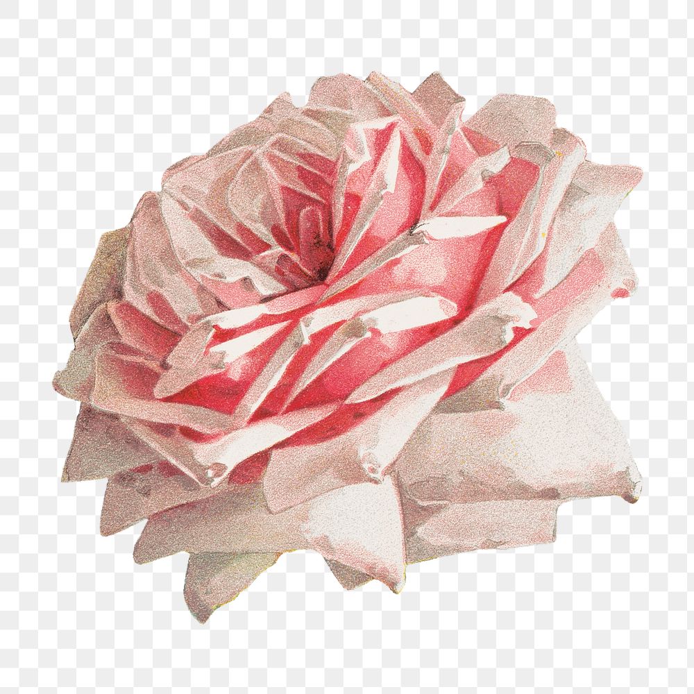 French rose png, vintage flower illustration by Paul de Longpre, transparent background. Remixed by rawpixel.