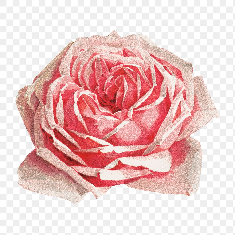 French rose png, vintage flower illustration by Paul de Longpre, transparent background. Remixed by rawpixel.