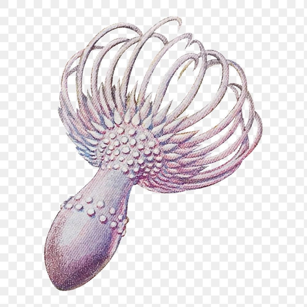 Haeckel Actiniae png, marine life illustration by Ernst Haeckel, transparent background. Remixed by rawpixel.