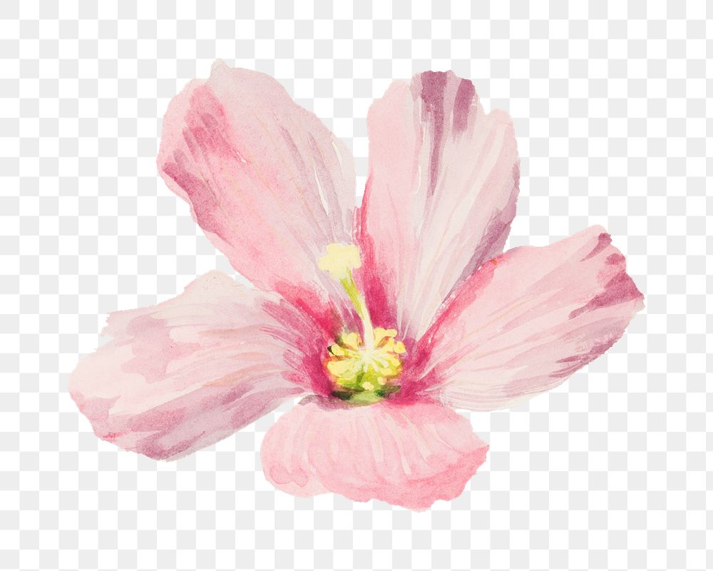 Mallow flower png watercolor illustration element, transparent background. Remixed from vintage artwork by rawpixel.