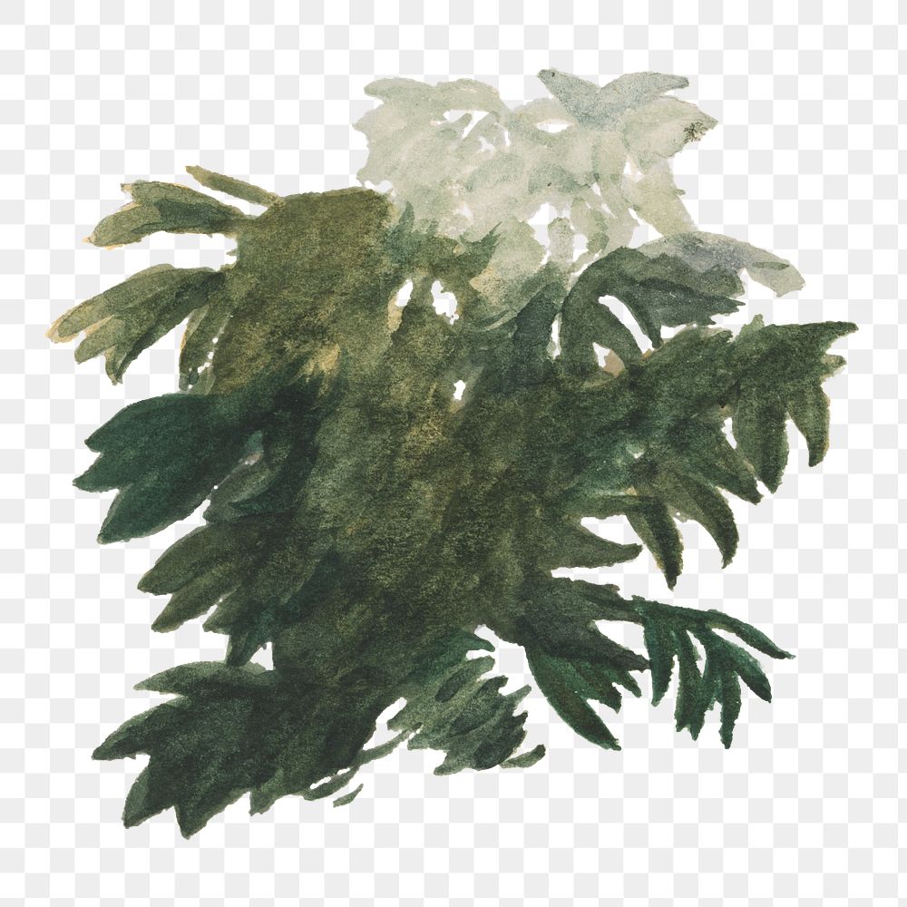 Green foliage png watercolor illustration element, transparent background. Remixed from vintage artwork by rawpixel.