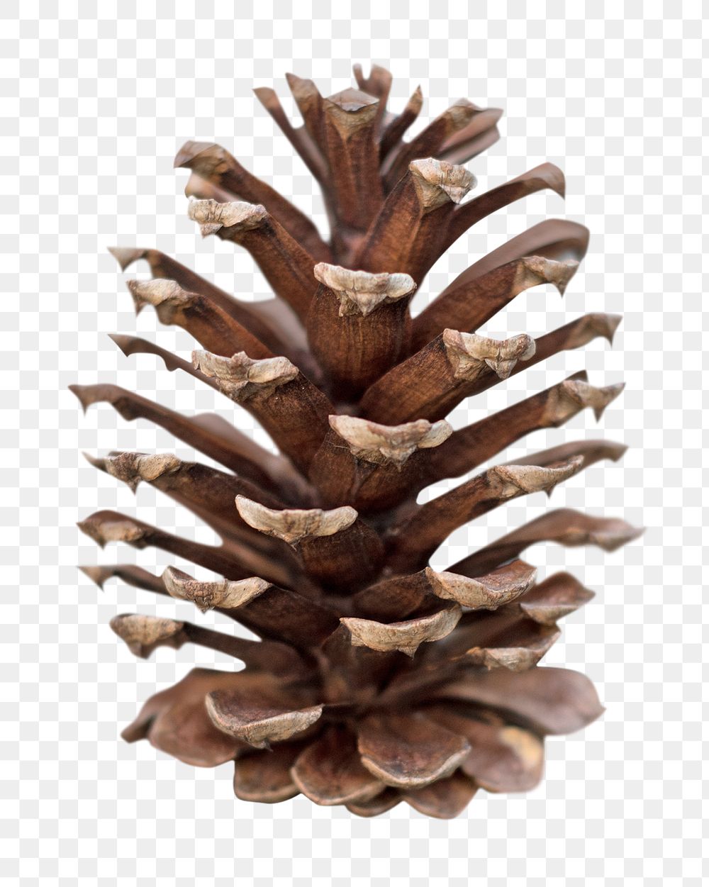 PNG Pine cone , collage element, transparent background
