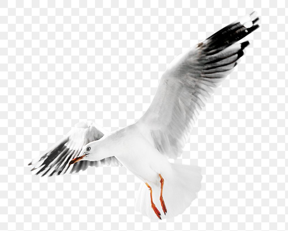 Gull png collage element, transparent background