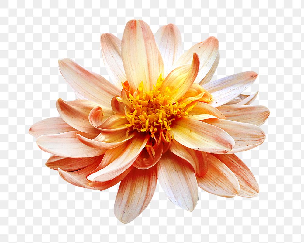 Blooming yellow dahlia png collage element, transparent background