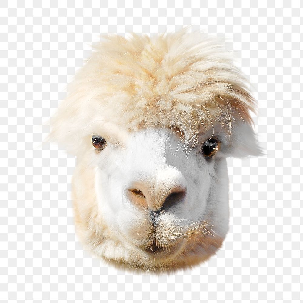 Alpaca png collage element, transparent background