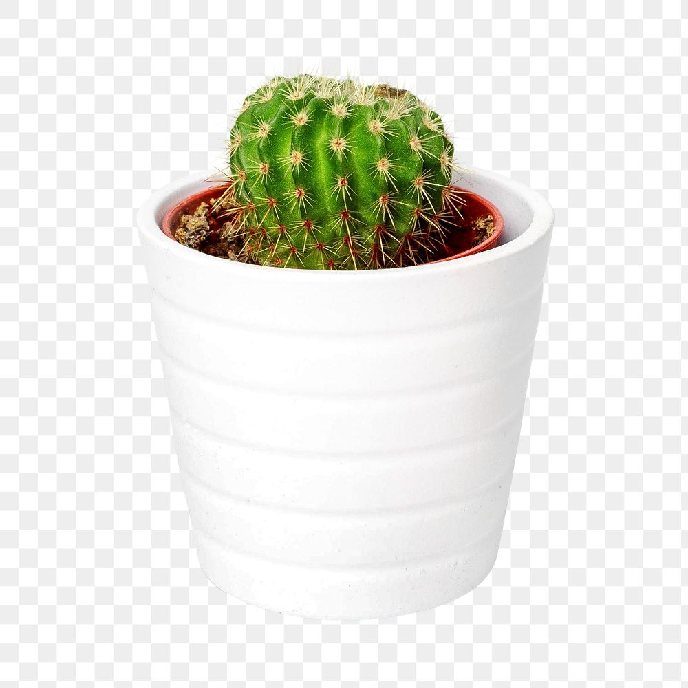 Png potted cactus, isolated object, transparent background