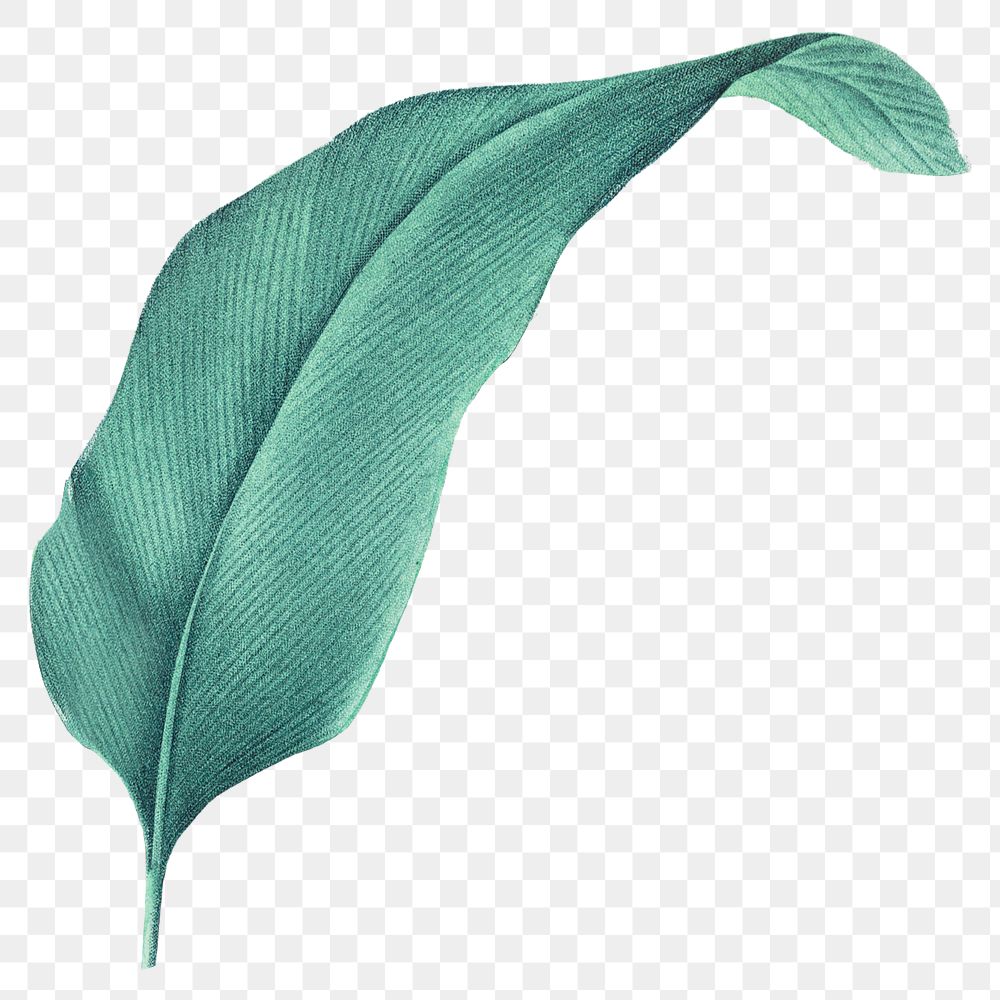 Tropical leaf png vintage heliconia, transparent background