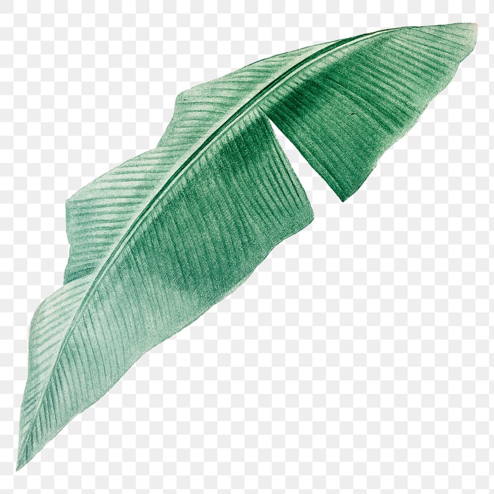 Tropical leaf png vintage heliconia, transparent background