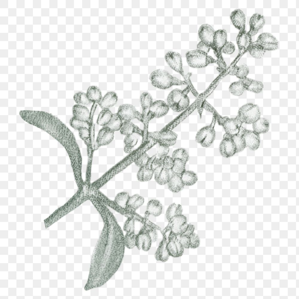 White flower png vintage illustration, transparent background