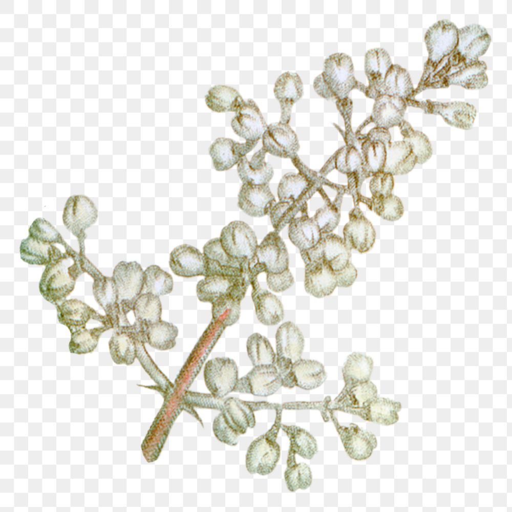 White flower png vintage illustration, transparent background