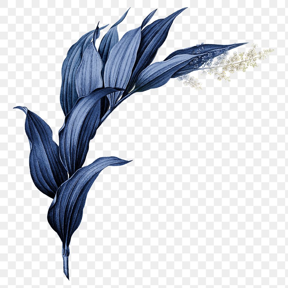 Blue plant png Indian lily flower, transparent background