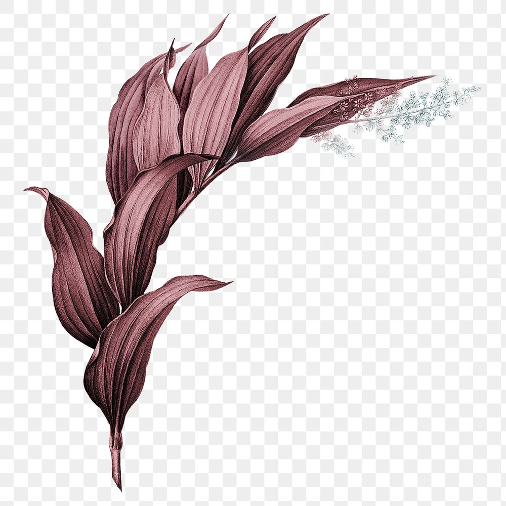 Red plant png Indian lily flower, transparent background