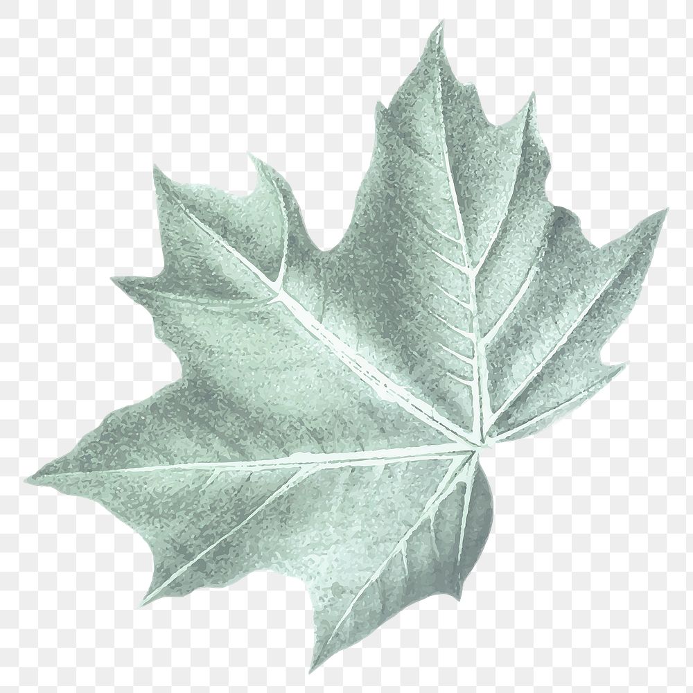 Vintage leaf png, transparent background