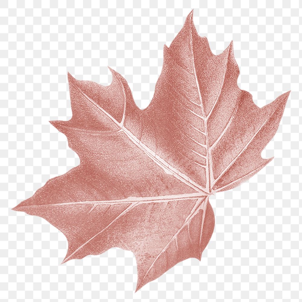 PNG red maple leaf, transparent background