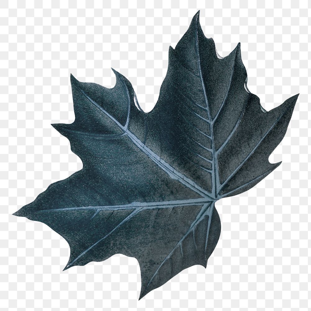PNG vintage blue maple leaf, transparent background