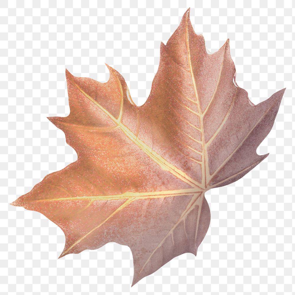 Maple leaf png Autumn, transparent background