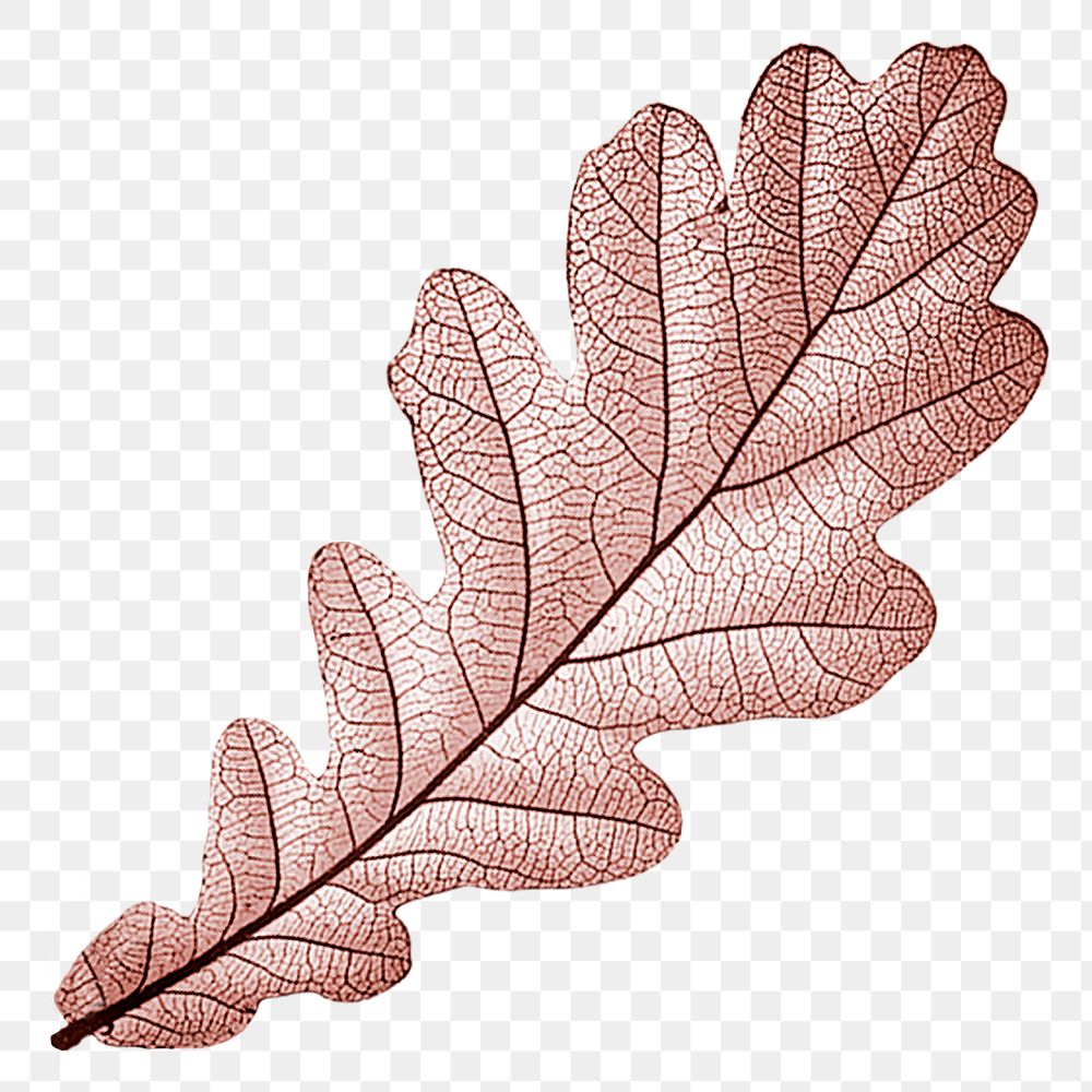 Red leaf png Autumn, transparent background