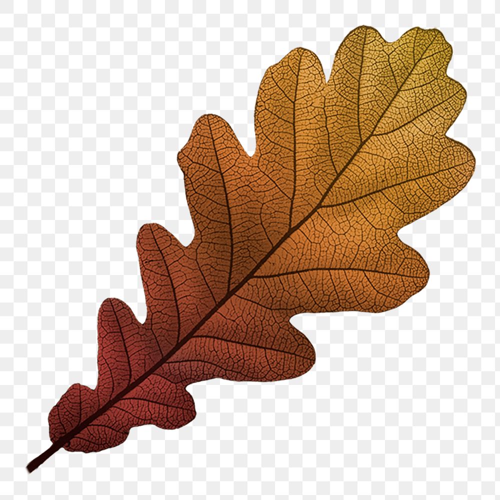 Autumn leaf png vintage brown, transparent background