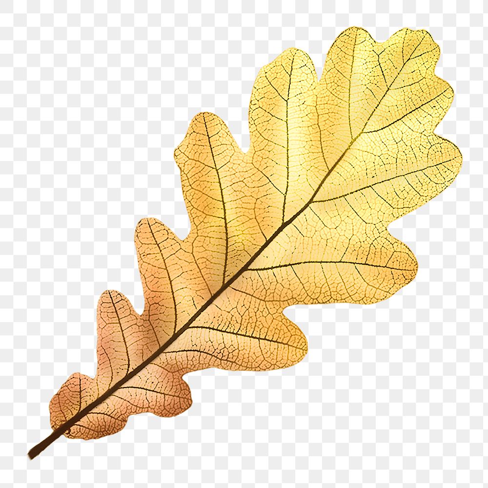 Gold leaf png Autumn, transparent background