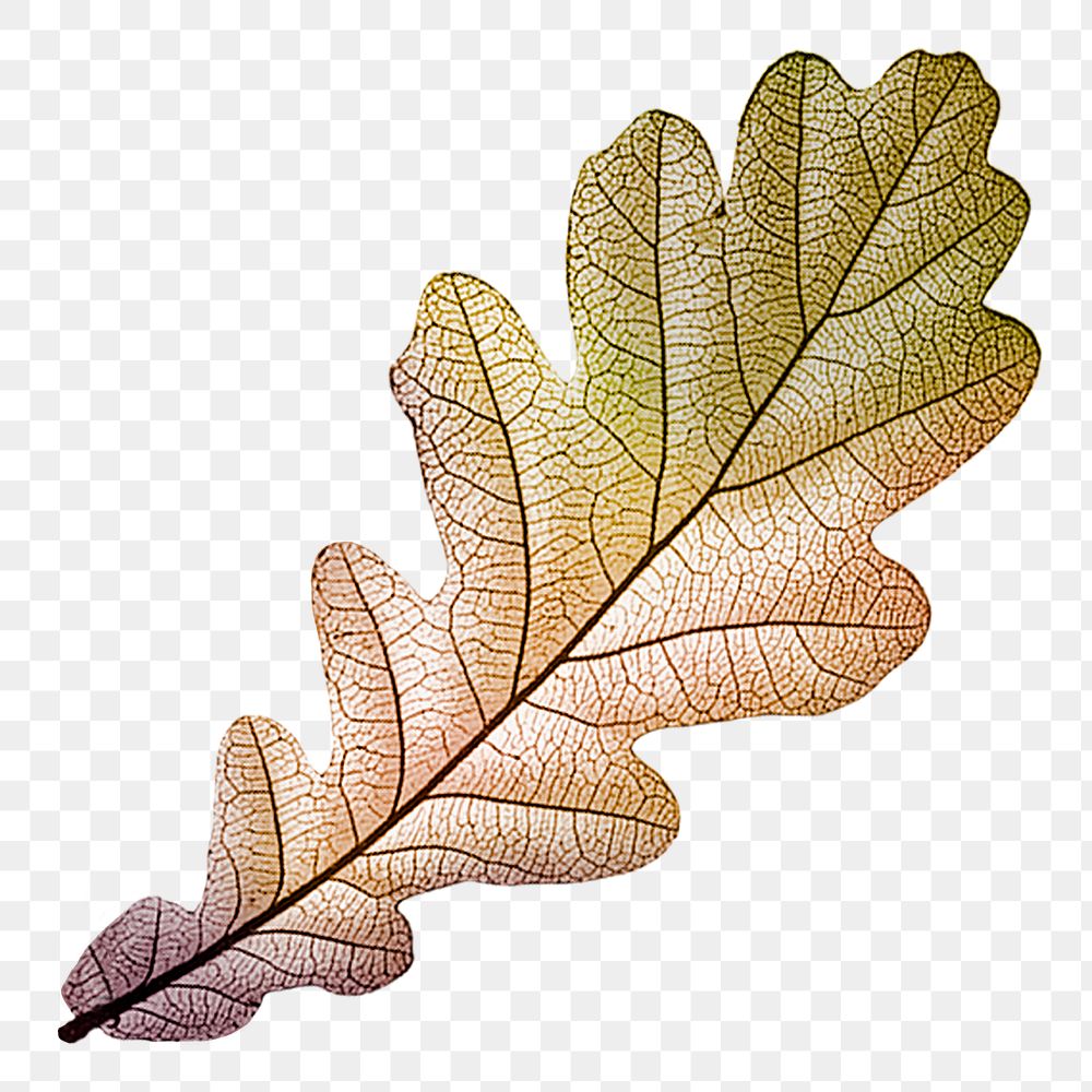 Autumn leaf png vintage, transparent background