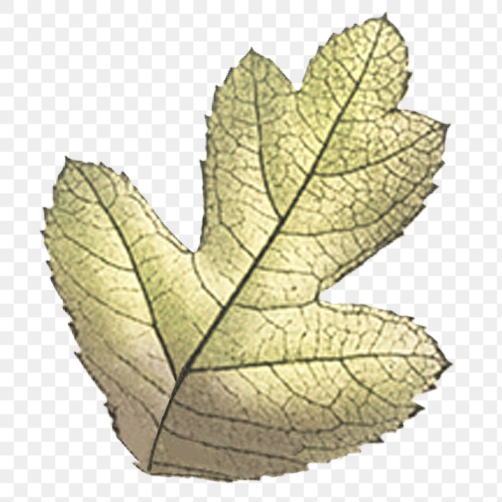 Vintage leaf png, transparent background
