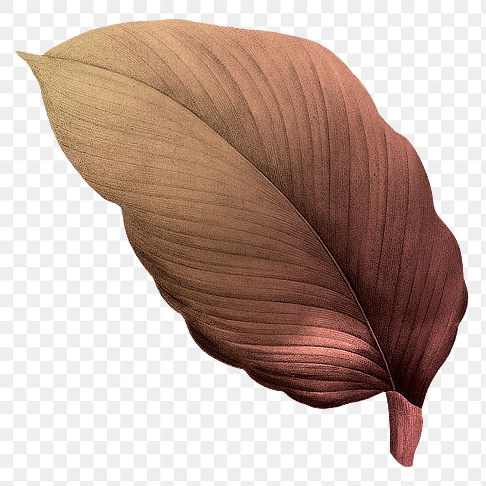 PNG vintage Autumn brown leaf, transparent background