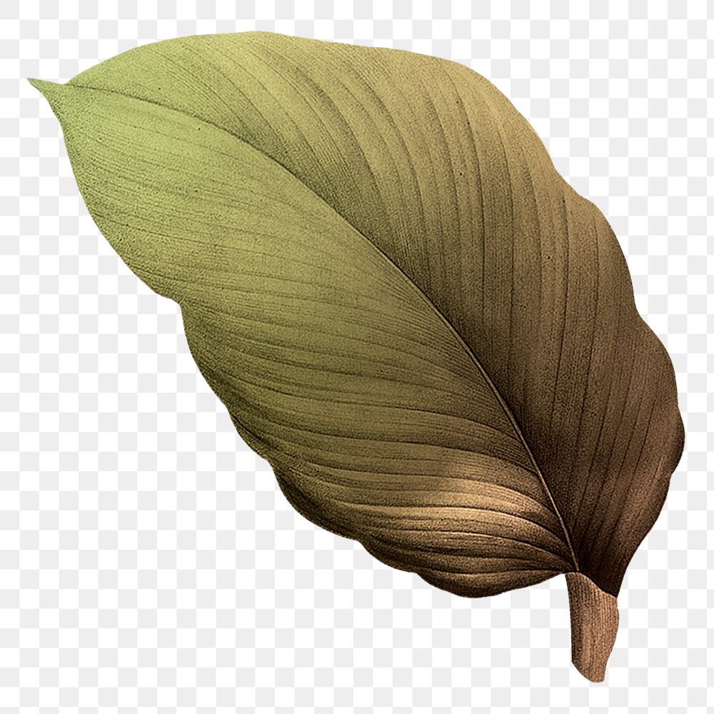 PNG vintage Autumn leaf, transparent background